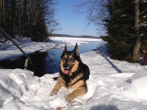 pinja